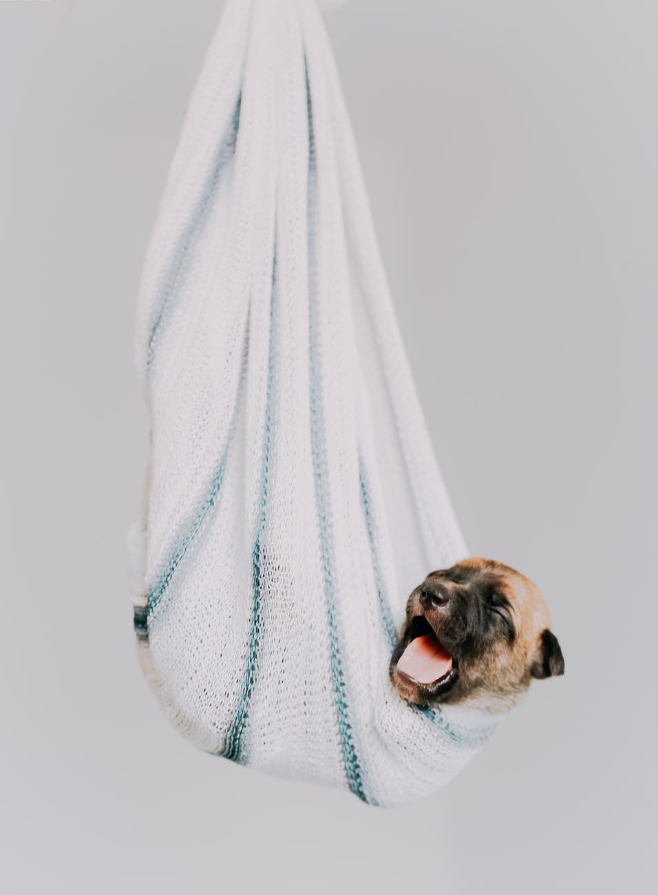 brown and black puppy in hammock blanket